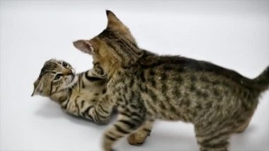 İki kedi birbirleri ile beyaz zemin üzerine, ağır çekim oyun