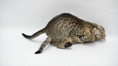 İki kedi birbirleri ile beyaz zemin üzerine, ağır çekim oyun