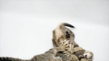 İki kedi birbirleri ile beyaz zemin üzerine, ağır çekim oyun