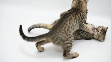 İki kedi birbirleri ile beyaz zemin üzerine, ağır çekim oyun