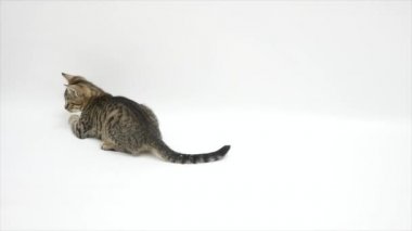 Beyaz bir arka plan karşı yavaş oynayan kedi