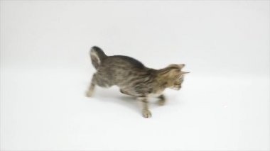 Beyaz bir arka plan karşı yavaş oynayan kedi