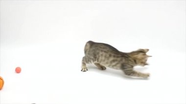 Beyaz bir arka plan karşı yavaş oynayan kedi