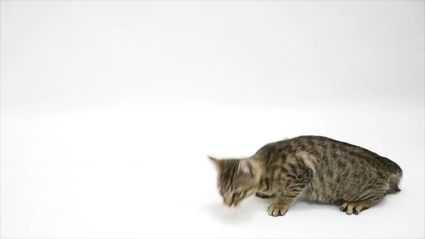 Katten springer iväg med vit bakgrund — Stockvideo
