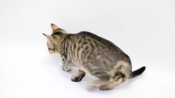 Chat sautant sur un fond blanc — Video