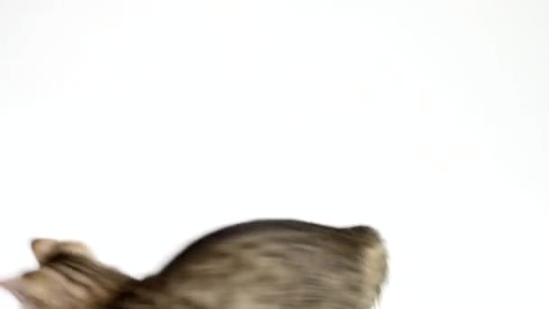 흰색 배경에서 실행 하는 고양이 — 비디오
