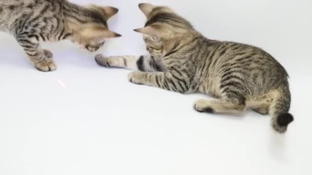 Dos gatos están jugando sobre un fondo blanco — Vídeos de Stock