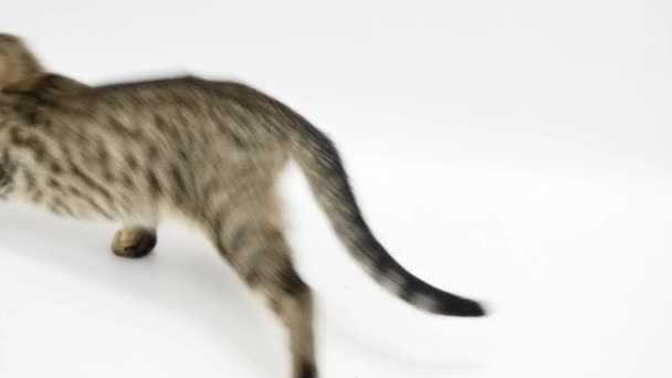 Chat sautant sur un fond blanc — Video