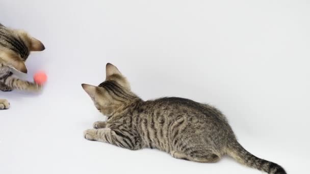 Dos gatos están jugando sobre un fondo blanco con pelota — Vídeos de Stock