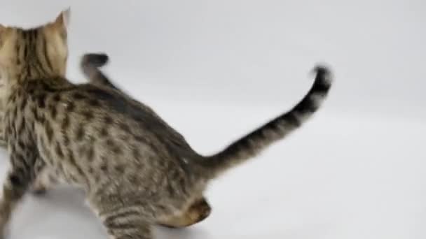Two cats play with each other on white background — Stock Video