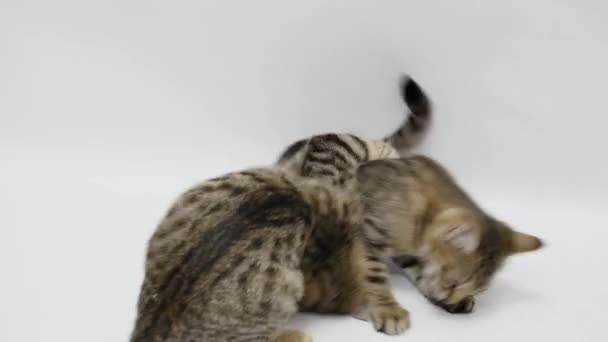 Dois gatos brincam uns com os outros no fundo branco — Vídeo de Stock