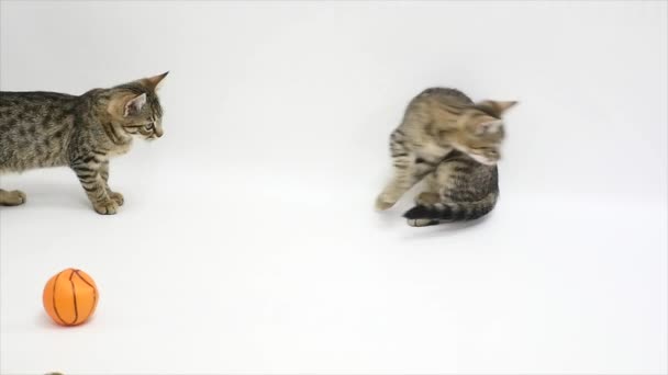 O gato está saindo do fundo branco — Vídeo de Stock