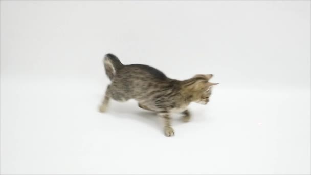 chat jouant sur un fond blanc, ralenti 