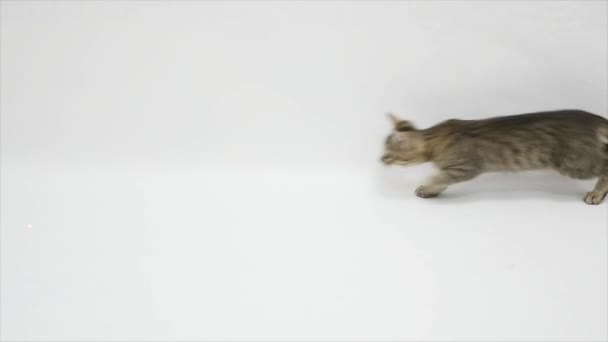 Cat playing against a white background, slow motion — стоковое видео