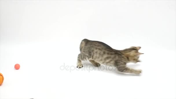 Cat playing against a white background,slow motion — Stock Video