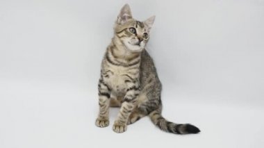 Kedi bakmak beyaz bir arka plan üzerinde