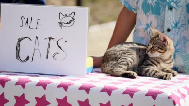 Niños venden gatitos cerca de la casa — Vídeos de Stock