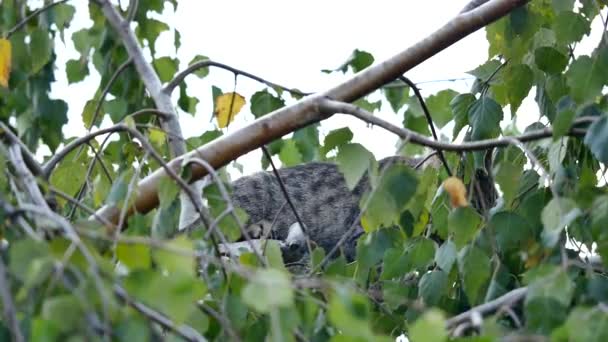 Katt fast i ett träd — Stockvideo