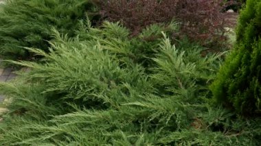 Erkek el işareti Satılık çekiç