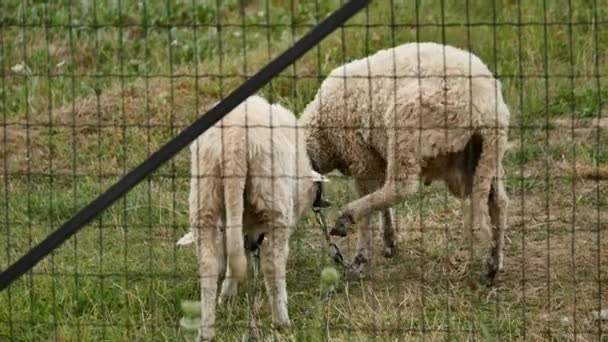 Närbild på lamm huvud tugga, fåren på ängen, fält, jordbruk — Stockvideo