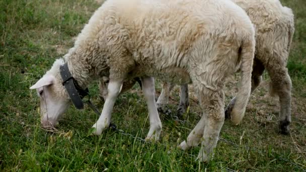 羊の頭を噛んで、農業畑、牧草地に羊のクローズ アップ — ストック動画