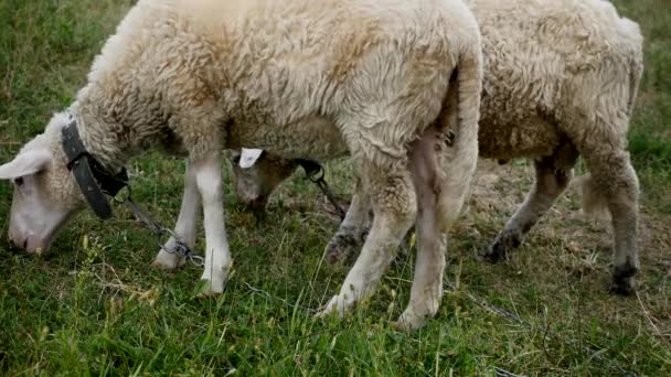 Nahaufnahme von Lämmern beim Kauen, Schafen auf Wiese, Feld, Landwirtschaft — Stockvideo