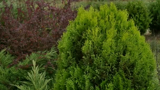 Schild zum Verkauf am Baum — Stockvideo