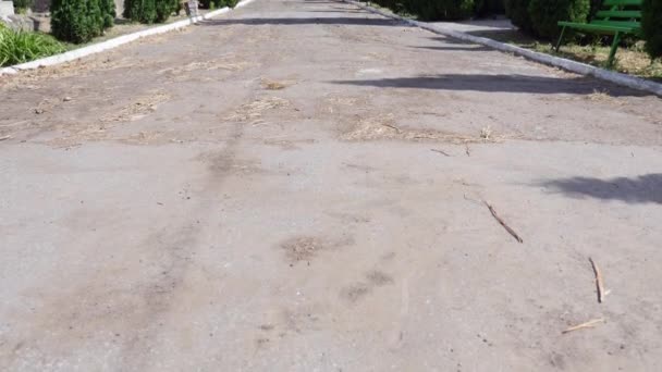 Un plan mouvant suivant un chemin de cimetière entouré de pierres tombales, de vignes, d'arbres et de feuilles — Video