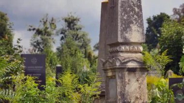 Mezarlık. Eski mezarlar Ivy ile büyümüş