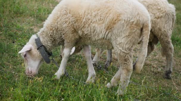 Duas ovelhas Merino cordeiro no paddock — Vídeo de Stock