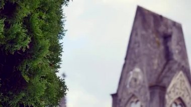 Mezarlık. Eski mezarlar Ivy ile büyümüş