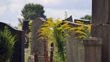 Mezarlık. Eski mezarlar Ivy ile büyümüş