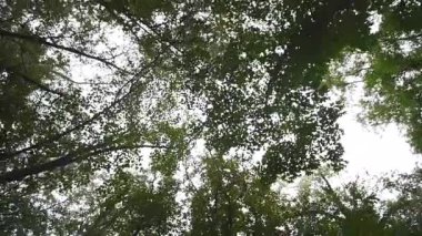 Ağaçların arasından güneş ışınları geliyor.