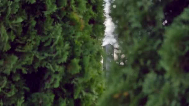 Cimetière. Vieilles tombes envahies de lierre. focus sélectif — Video