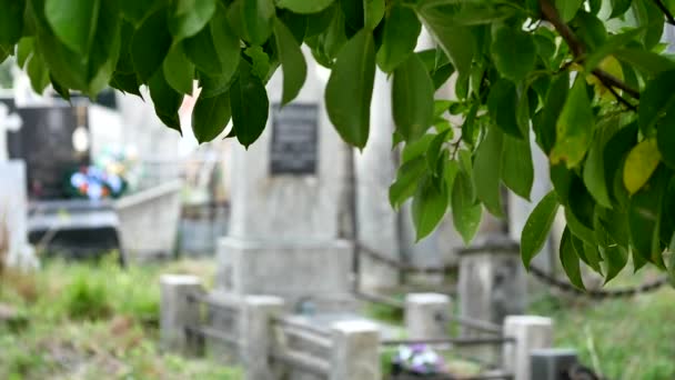 Friedhof. alte, mit Efeu bewachsene Gräber. Selektiver Fokus — Stockvideo