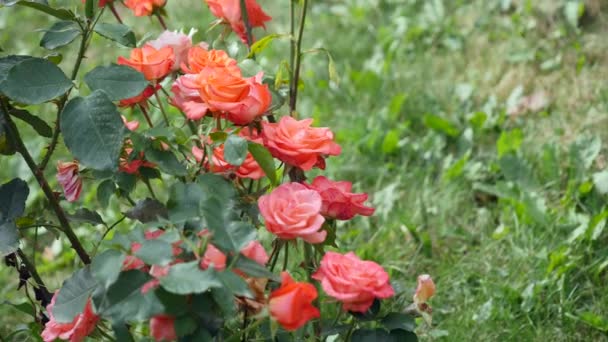 Pink roses on a rosebush