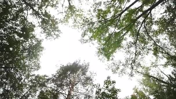 Ηλιαχτίδες μέσα στα δέντρα — Αρχείο Βίντεο