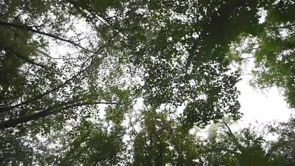 Rayons de soleil à travers les arbres — Video