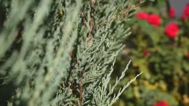 Rosas rosadas en un rosal — Vídeo de stock