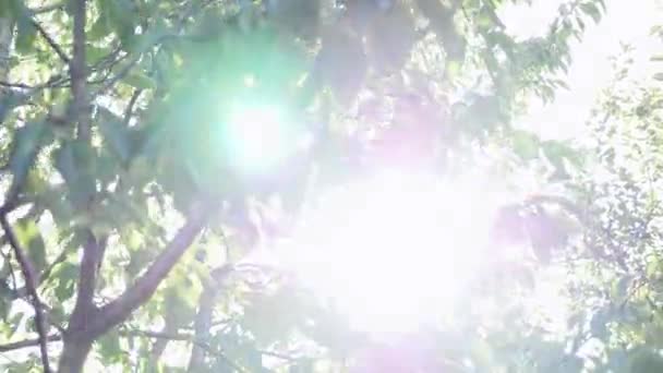 Солнечные лучи сквозь деревья — стоковое видео