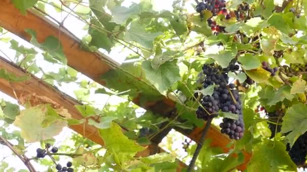 Manojos de uvas rojas colgando en el viñedo. Filas de uvas pinot noir listas para ser recogidas en el viñedo al amanecer — Vídeo de stock