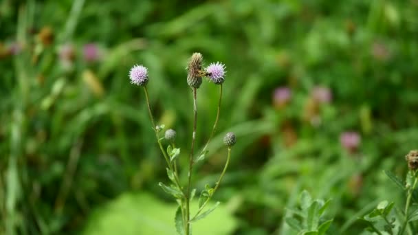 Flores de milho azuis no campo de trigo — Vídeo de Stock