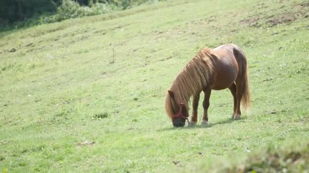 Kis ló legeltetés. Csikó ló szabadban legelésző feletti naplemente — Stock videók