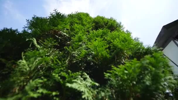 White cedar Thuja occidentalis větve na pozadí oblohy — Stock video