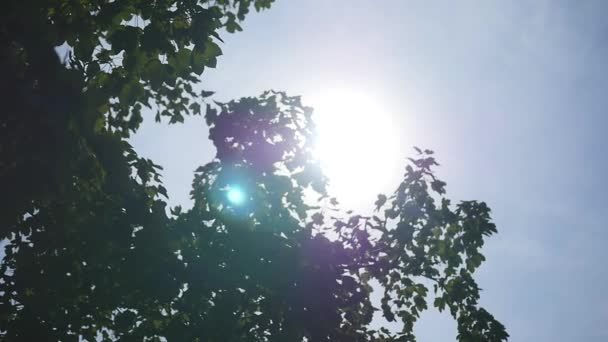 Raggi di sole attraverso gli alberi — Video Stock