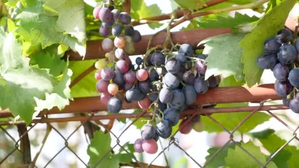 Куски красного винограда, висящие в винограднике. Ряды винограда Пино Нуар готовы к сбору в винограднике на рассвете — стоковое видео