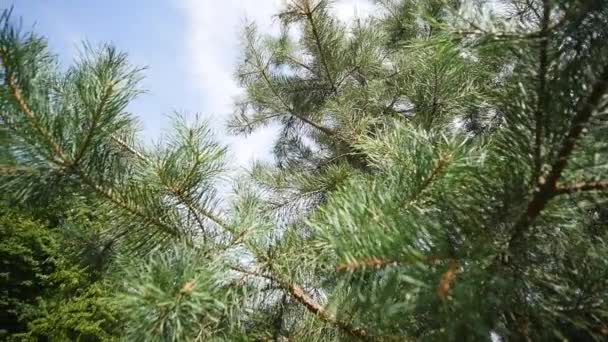 4 k houten huis tussen de bomen in de wilde bergen — Stockvideo