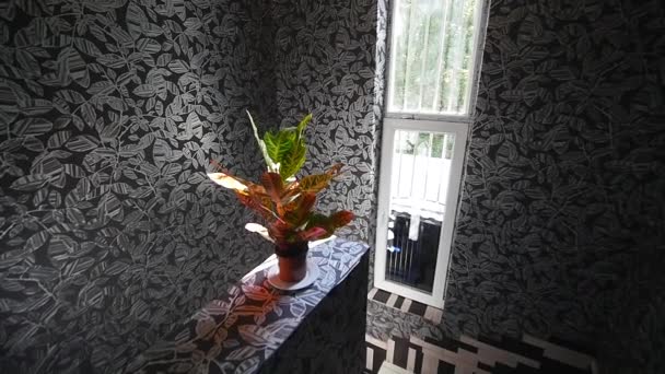 belle plante de croton à côté des fenêtres 