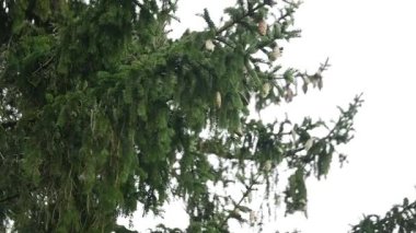 Güzel parlak yeşil ve mavi renkli güneşli doğa arka plan. Güneş ufuk taze yeşil dallar çam ile parlar. Sunflares ve güneş ışığı ile mavi gökyüzü ağaçlara parlayan bokeh portre