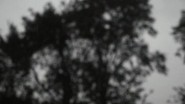 yağmur. orman. yağmur yeşil yeşillik. yaz yağmuru. ıslak bırakır. Islak çimen. Bulutlu. ıslak hava. yağmur yağıyor